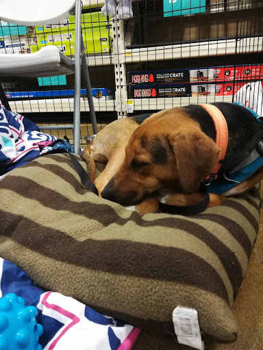 Pet Supply Store «PetSmart», reviews and photos, 940 NW Circle Blvd, Corvallis, OR 97330, USA