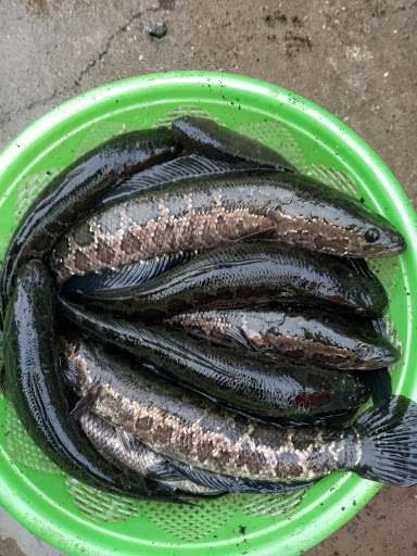 Xe du lịch vũ nhất