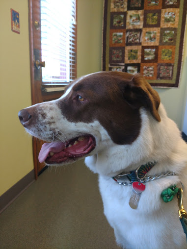 Maplewood Animal Hospital