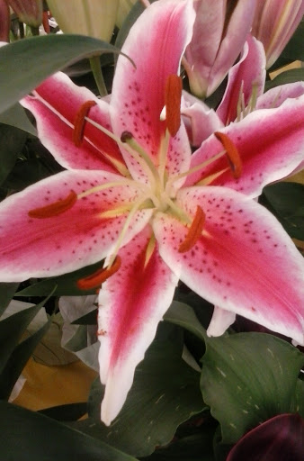 Grocery Store «Winn-Dixie», reviews and photos, 4224 US-90 #507, Pace, FL 32571, USA