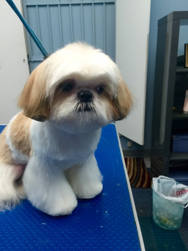 Pet Store «Doggy Dog World Inc», reviews and photos, 2552 Coney Island Ave, Brooklyn, NY 11223, USA