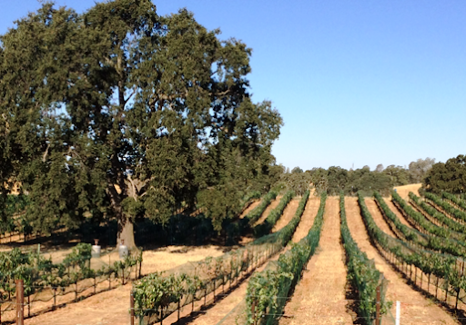 Winery «Sera Fina Cellars», reviews and photos, 17000 Latrobe Rd, Plymouth, CA 95669, USA