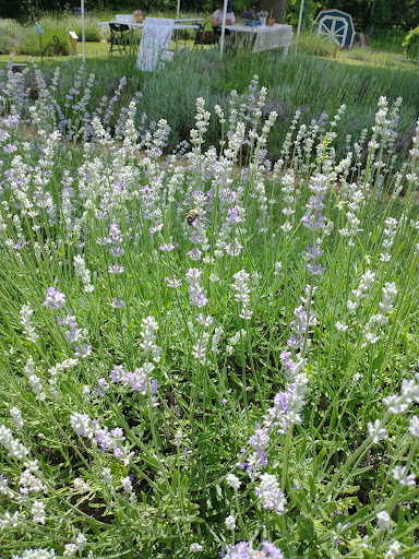 Farm «Blooming Hill Lavender Farm», reviews and photos, 19929 Telegraph Springs Rd, Purcellville, VA 20132, USA