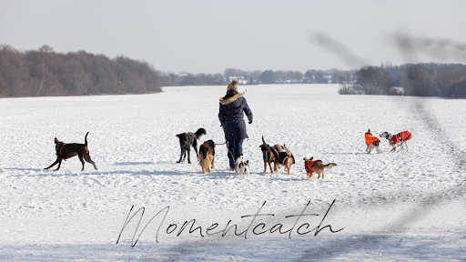 WATCH US Hundebetreuung DogWalker Gassi + Katzenbetreuung Meerbusch / Düsseldorf