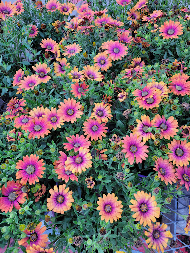 Home Improvement Store «The Home Depot», reviews and photos, 2750 Crow Canyon Rd, San Ramon, CA 94583, USA