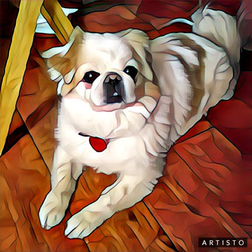 Pet Supply Store «Petco Animal Supplies», reviews and photos, 31090 Dyer St, Union City, CA 94587, USA