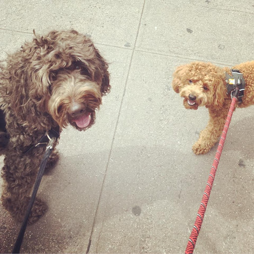 Bare Paws NYC Dog Walkers & Pet Sitters image 6