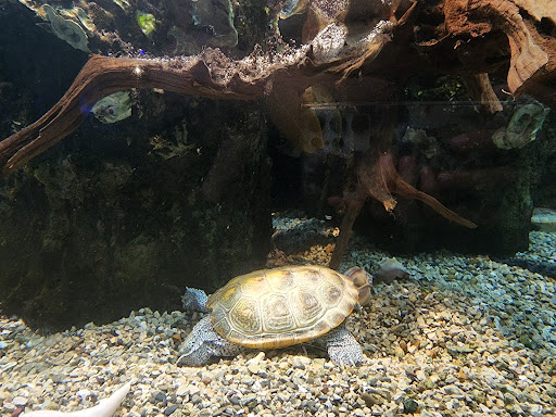 Shopping Mall «Newport on the Levee», reviews and photos, 1 Levee Way, Newport, KY 41071, USA