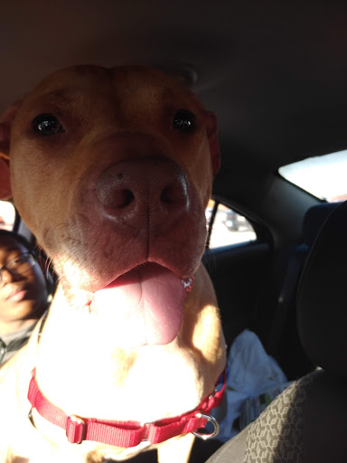 Pet Supply Store «PetSmart», reviews and photos, 4975 Cal Sag Rd, Crestwood, IL 60445, USA