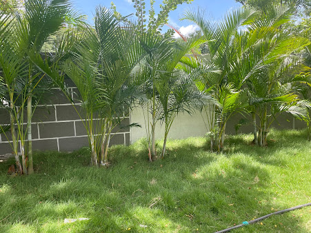 Google Maps image 19