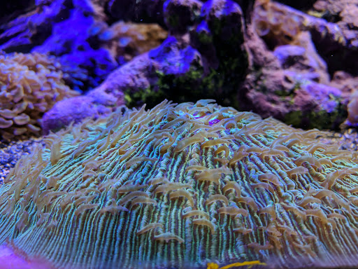 Pet Supply Store «Professional Fish Keepers Aquarium Store», reviews and photos, 7573 W Sample Rd, Coral Springs, FL 33065, USA