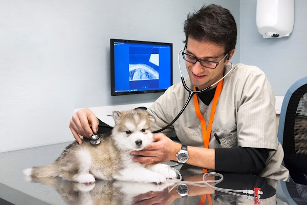 Hospital Veterinario Albeitar. 24 horas