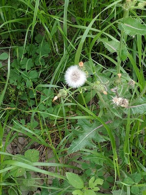 Cut Off Park - photo 35