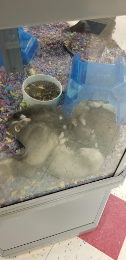 Pet Supply Store «Petco Animal Supplies», reviews and photos, 438 Southbridge St, Auburn, MA 01501, USA