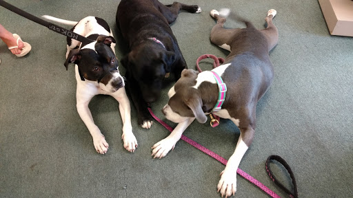 Pet Supply Store «Dog Daze Pet Shop», reviews and photos, 309 S Main St, North Syracuse, NY 13212, USA