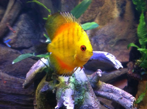 Aquarium Shop «Artistic Aquatics», reviews and photos, 1035 Forest View Dr N, Ellettsville, IN 47429, USA