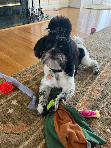 Klassy K-9 & Sassy Kat Resort & Spa, 306 Railroad Ave, Oneonta, AL 35121, USA, 