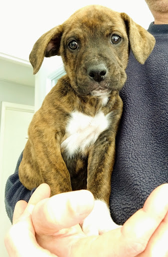 Pet Supply Store «PetSmart», reviews and photos, 1791 Oconee Connector Suite 130, Athens, GA 30606, USA