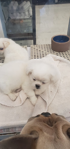 Pet Store «National Pet Center», reviews and photos, 726 Reservoir Ave, Cranston, RI 02910, USA