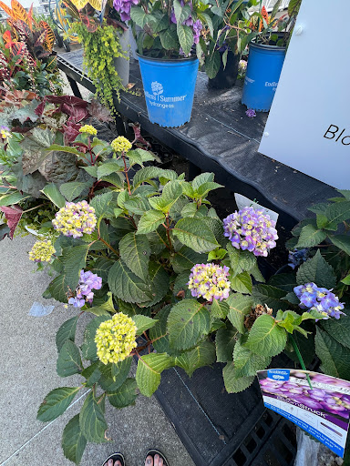 Department Store «Walmart Supercenter», reviews and photos, 1112 Nashville Pike, Gallatin, TN 37066, USA