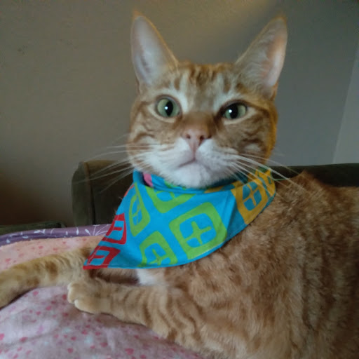 Pet Supply Store «Petco Animal Supplies», reviews and photos, 6020 Ball Rd, Buena Park, CA 90620, USA