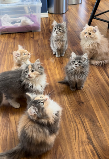 Forest*Star Siberians LLC