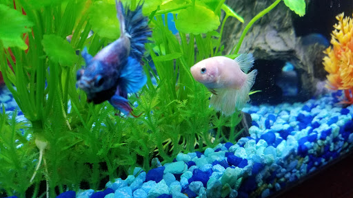 Pet Supply Store «Pet Supplies Plus», reviews and photos, 585 Moseley Rd, Fairport, NY 14450, USA