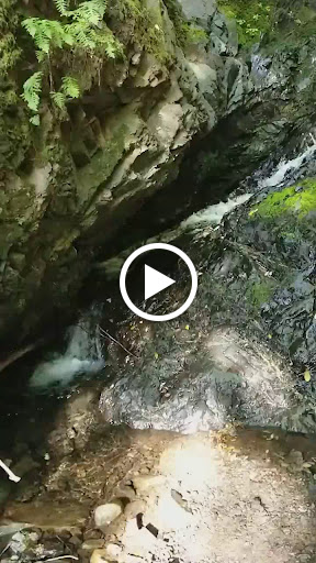 Uvas Canyon County Park image