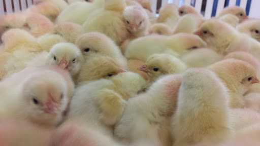 Pet Supply Store «Marvin Grain & Pet Supply», reviews and photos, 31 Cove Rd, South Dartmouth, MA 02748, USA