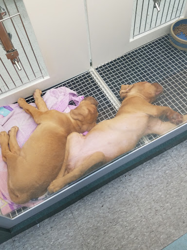 Pet Store «Petland», reviews and photos, 2123 Old Hudson Rd, St Paul, MN 55119, USA