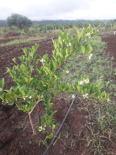 SISTEMAS DE RIEGO 'IRRIGOMEZ'