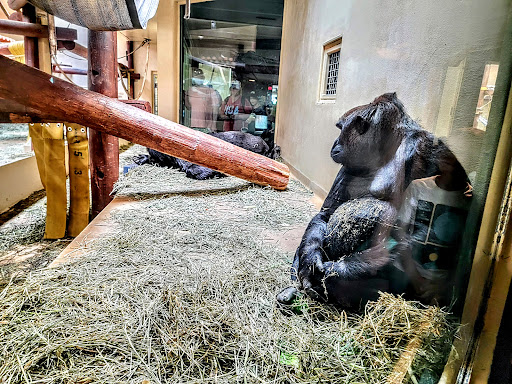 Zoo «Cheyenne Mountain Zoo», reviews and photos, 4250 Cheyenne Mountain Zoo Rd, Colorado Springs, CO 80906, USA