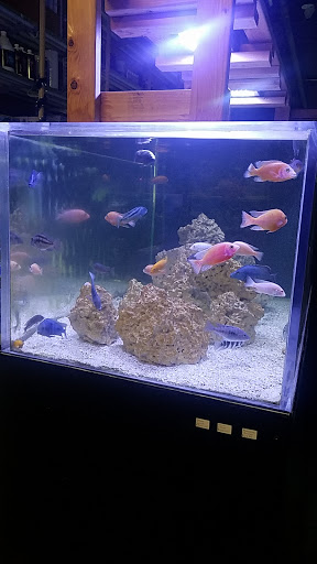 Pet Store «Aquarium Paradise», reviews and photos, 234 Washington Ave, Belleville, NJ 07109, USA