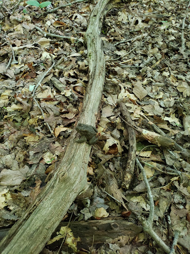 Disc Golf Course «Scarboro Hills Disc Golf Course», reviews and photos, 3130 Sandy Hook Rd, Street, MD 21154, USA