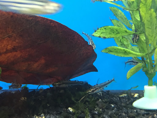 Pet Store «Critter Hut Aquarium & Pets», reviews and photos, 6637 Post Rd, North Kingstown, RI 02852, USA