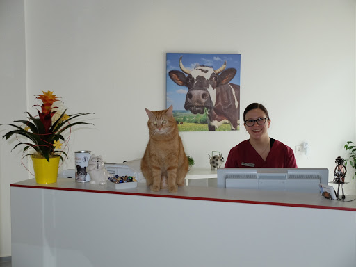 Kleintierpraxis Dr. Durka, Tätigkeitsschwerpunkt Katzenmedizin unter Düren, 