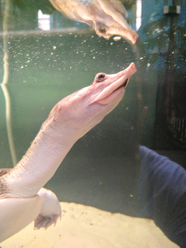 Nature Preserve «Tree Hill Nature Center», reviews and photos, 7152 Lone Star Rd, Jacksonville, FL 32211, USA