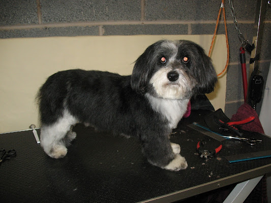 Lisa's K9 Kutz (Chorley)