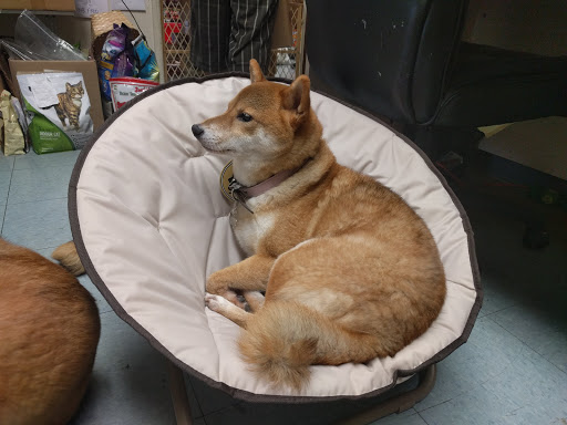 Pet Supply Store «Friends Fur-Ever Pet Food & Supplies», reviews and photos, 20813 Valley Blvd, Walnut, CA 91789, USA