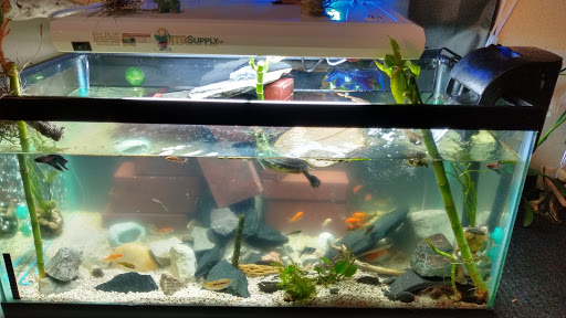 Pet Store «Pet Supermarket», reviews and photos, 2542-2598 S Washington Ave, Titusville, FL 32780, USA