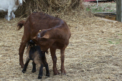 Woody Heights Farm