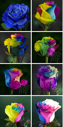 Florist «LV Flower Events», reviews and photos, 6331 Avenue N, Brooklyn, NY 11234, USA