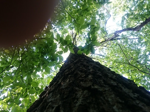 Nature Preserve «Pulaski Woods East», reviews and photos, 9600 Wolf Rd, Willow Springs, IL 60480, USA