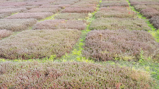 Museum «Cranberry Museum», reviews and photos, 2907 Pioneer Rd, Long Beach, WA 98631, USA