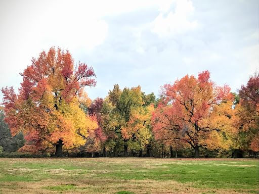 Park «Branch Brook Park», reviews and photos, Lake St & Park Avenue, Newark, NJ 07104, USA