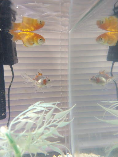 Pet Supply Store «PetSmart», reviews and photos, 150 Lincoln Square, Arlington, TX 76011, USA