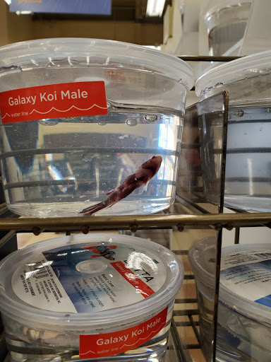 Pet Supply Store «Petco Animal Supplies», reviews and photos, 317 E Trenton Rd, Edinburg, TX 78539, USA