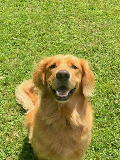 Golden Tail Grooming