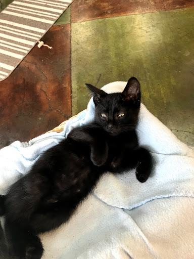 Pet Supply Store «Cat Shoppe & Dog Store», reviews and photos, 2824 Bransford Ave, Nashville, TN 37204, USA