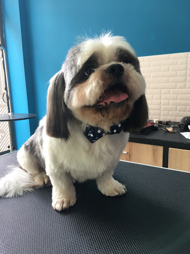 SIR GROOMER | Peluquería Canina & Boutique